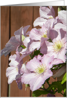 Pink Gorgeous Clematis card