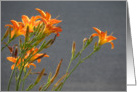 Orange Lilies card