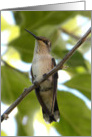 Pretty Hummingbird Resting card