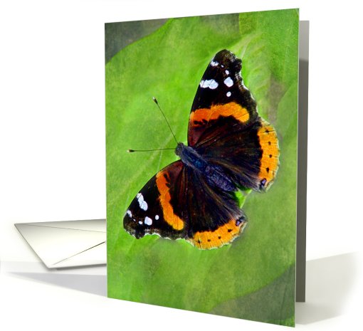 Beautiful Red Admiral Butterfly card (670010)