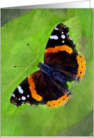 Beautiful Red Admiral Butterfly card