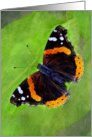 Beautiful Red Admiral Butterfly card