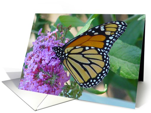 Magical Monarch Butterfly card (670011)