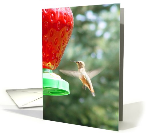 Hummingbird at Feeder card (670013)