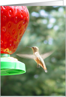 Hummingbird at Feeder card
