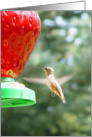Hummingbird at Feeder card