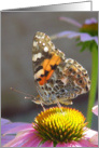 Pretty Painted Lady Butterfly card