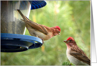 Cassin’s Finches Sharing Seeds card