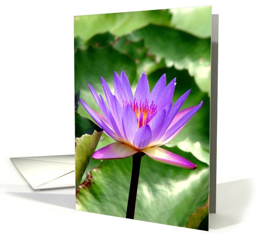 Blue Waterlily card (670943)