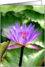Blue Waterlily card
