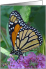 Amazing Monarch card