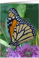 Amazing Monarch card