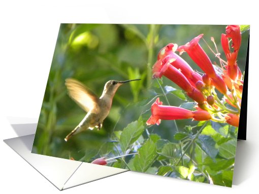 Hummingbird and Trumpet Vine card (670955)