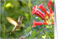 Hummingbird and Trumpet Vine card