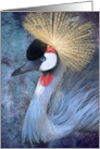 Grey Crowned Crane card