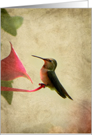 Hummingbird Resting card