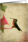 Hummingbird Resting card