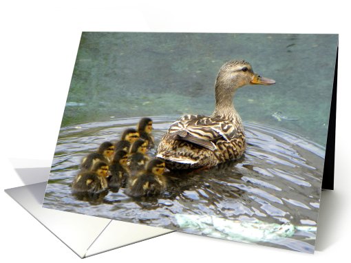 Female Mallard Duck and Ducklings card (682302)