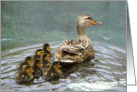 Female Mallard Duck and Ducklings card