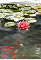 Red Waterlily and Koi on Pond card