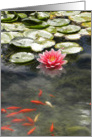 Red Waterlily and Koi on Pond card
