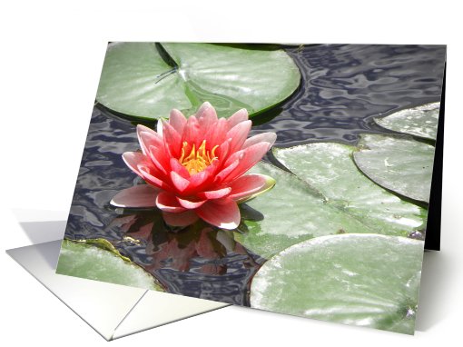 Red Waterlily with Lily Pads on Pond card (682314)