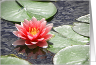 Red Waterlily with Lily Pads on Pond card