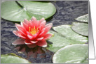Red Waterlily with Lily Pads on Pond card