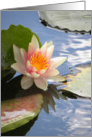 Bi-color Waterlily on Lily Pond card