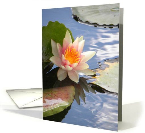 Bi-color Waterlily on Lily Pond card (682322)