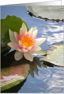 Bi-color Waterlily on Lily Pond card
