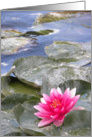 Vivid Pink Waterlily on Lily Pond card