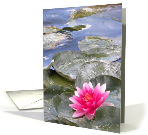 Vivid Pink Waterlily on Lily Pond card (682327)