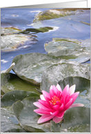 Vivid Pink Waterlily on Lily Pond card