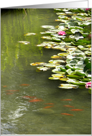 Koi and Waterlilies on Pond card