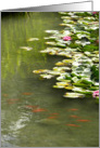 Koi and Waterlilies on Pond card