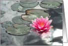 Silvery Pond and Waterlily card