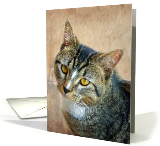 Wild Eyes Domestic Cat card (683386)