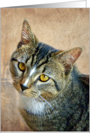Wild Eyes Domestic Cat card
