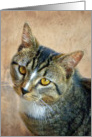 Wild Eyes Domestic Cat card