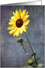 Sunflower Fade card