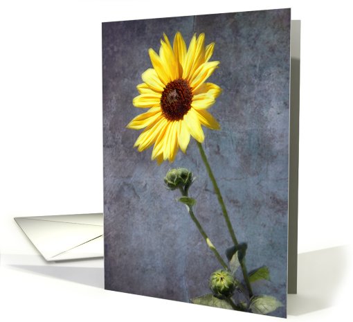 Sunflower Fade card (683388)