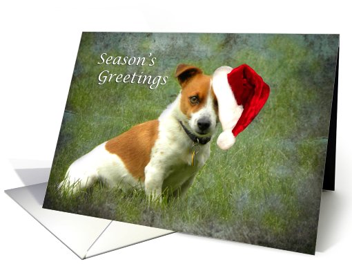 Jack Russell Season's Greetings card (696684)