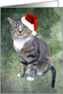 Tabby Cat in Christmas Hat card