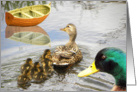 Little Boat and Duck Family card