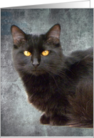 Golden Eyed Black Cat card