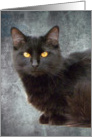 Golden Eyed Black Cat card