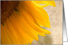 Sunflower Shadows card