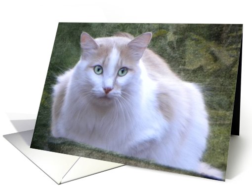 Pretty Green-Eyed Cat card (705202)