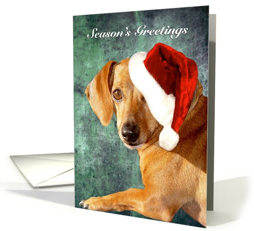 Rusty Dachshund With Santa Hat card (705255)